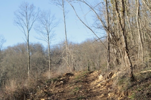 Un sentier menant à une exploitation forestière